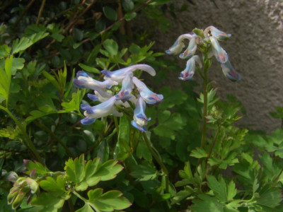 Corydalis_spec.1.jpg