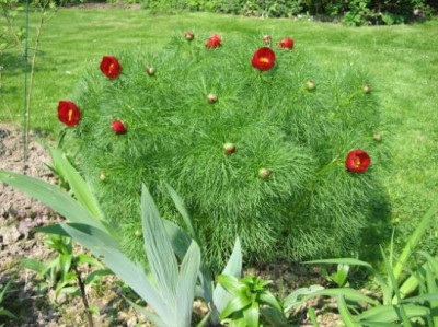 Paeonia_tenuifolia_03342.jpg