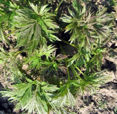 Paeonia_veitchi_war._woodwardii_fragl._3_02.jpg