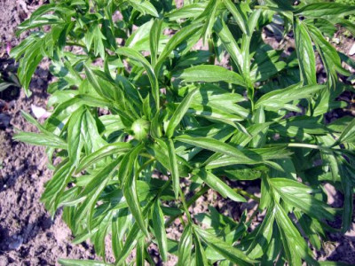 Paeonia_peregrina_03362.jpg