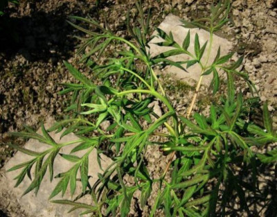 Paeonia_delavayi_2.2.jpg