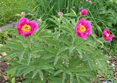 DSCN5883_Mollis_01_.jpg