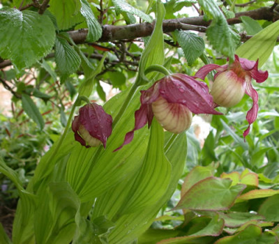 DSCN5878_Ochideen_01_.jpg
