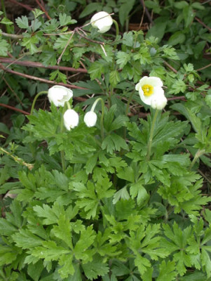 DSCN5841_gewohnliche_Anemone_01_.jpg