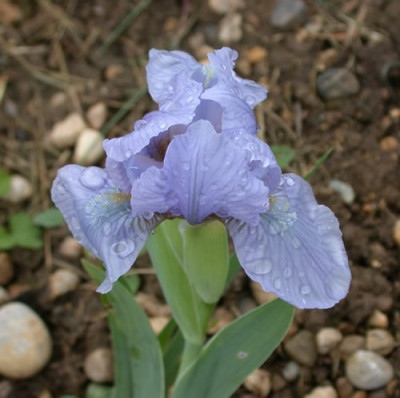 DSCN5885_hellblaue_Iris_01.jpg