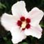 Avatar_Hibiscus.jpg