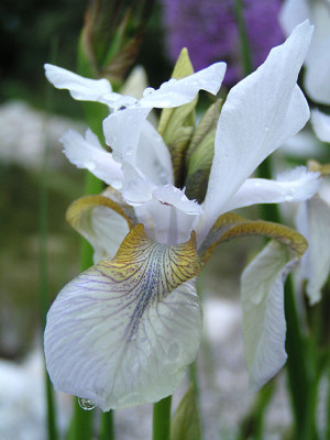 iris_sib_weiss_bluete.jpg