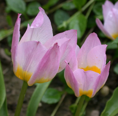 DSCN5904_pink_gelbe_Tulpe_01.jpg