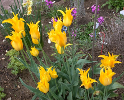 DSCN5910_gelbe_Spitztulpen_01.jpg