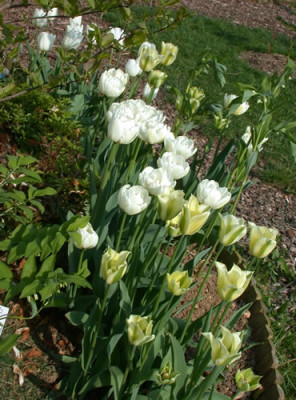 DSCN5603_drei_weisse_Tulpen_03.jpg