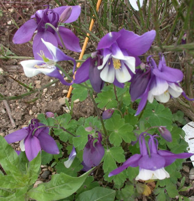 DSCN5835_Akelei_blauweiss_02_.jpg