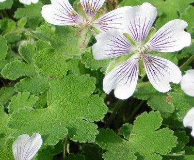 Geranium_renardii.jpg
