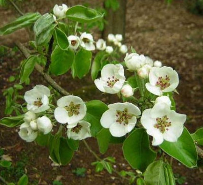 77Pyrus_bretschneideri_F.jpg