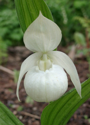 05090016_eCypripedium_macranthum_weiss.JPG