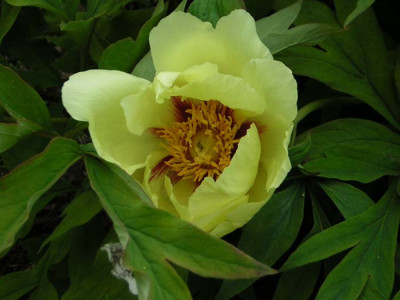 Paeonia_lemoinei_Argosy.jpg