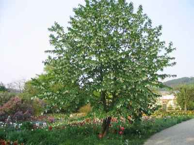 Davidia_involucrata2.jpg