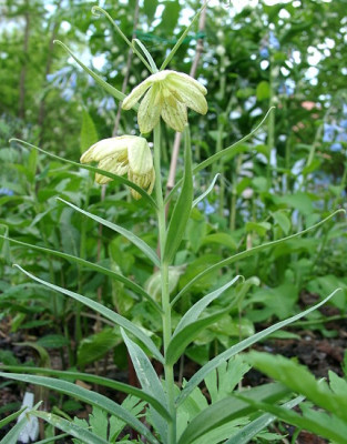 05090009_eFritillaria_thunbergii.JPG