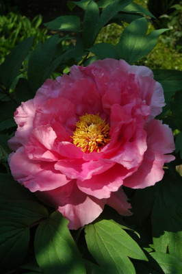 2006H235_Large.JPG