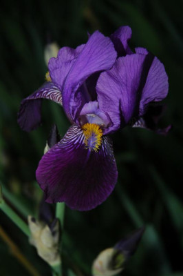 2006H241_Large.JPG