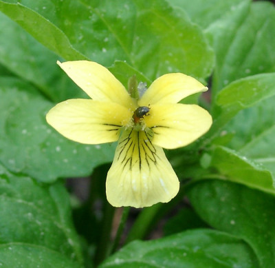 05090005_eViola_pubescens.JPG
