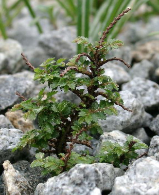 05090019_eUlmus_parviflorus_Hokkaido.JPG