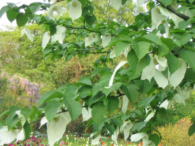 Davidia_involucrata3.jpg