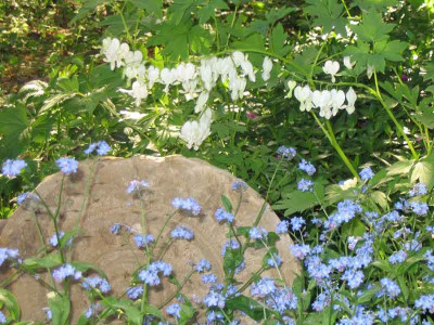 Dicentra4.jpg