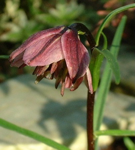 Lilium_nanum.JPG