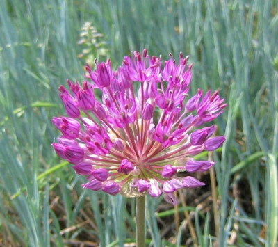 Allium_20060509.jpg