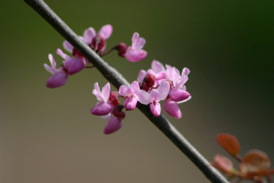 Cercis-Mai-01.jpg