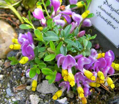 7.5.06._Polygala_chameabuxus_Grandiflora_055.JPG