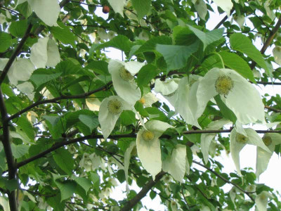 Davidia_involucrata4.jpg