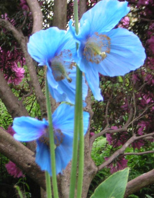 Meconopsis_Lingholm.jpg