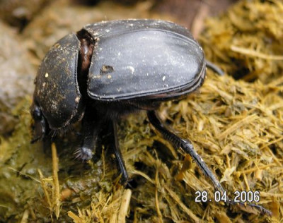 scarabaeus01.jpg