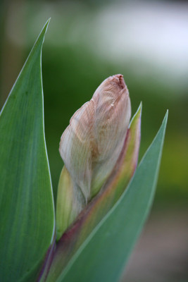 Iris-barbata.jpg
