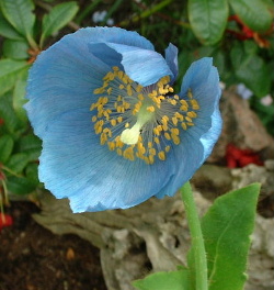Mec.grandis.JPG