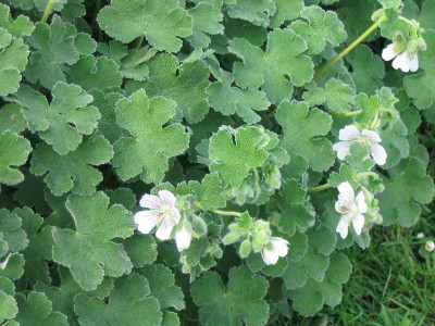 Geranium_renardii2.jpg