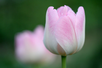 Tulpe-rosa.jpg