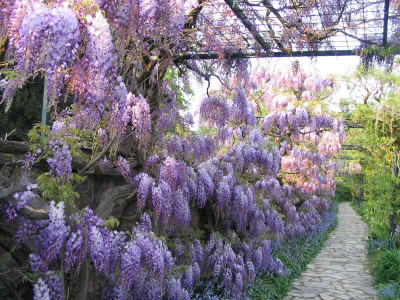 Wisteria-im-Hermannshof.jpg