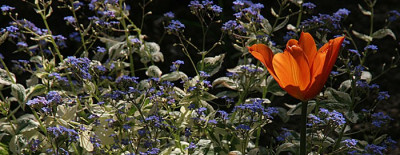 Breitwandbild-mit-Tulpe.jpg