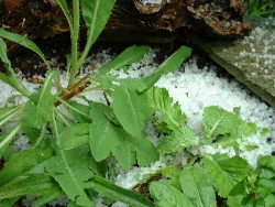 hagel.JPG