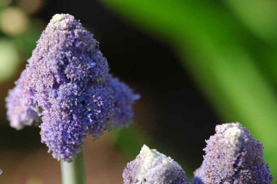 Muscari__X_1_07-05-2006.jpg