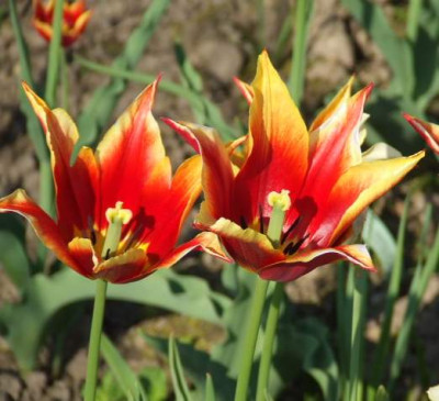2006_05_05_tulpe2.jpg