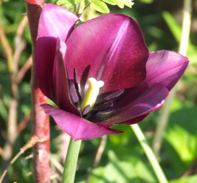 2006_05_05_tulpe3.jpg