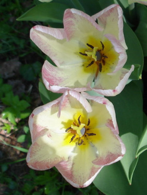 Flaming_Purissima0506.jpg