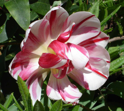 TulpeMai0906.jpg