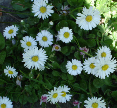 Gaenseblumchen0506.jpg