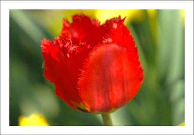 Tulipa_3_07-05-2006.jpg