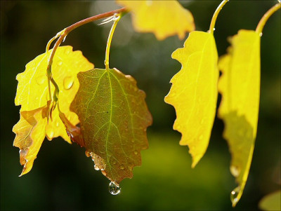 Populus_tremulus_Erecta.jpg
