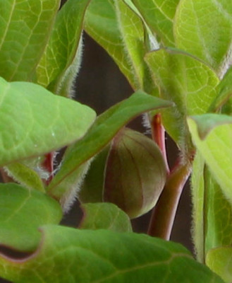 Paeonia_obovata_willmottiiae_f.jpg